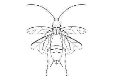 Siyah ve Beyaz Hamamböceği Clipart Vektörü Beyaz Arkaplanda izole edildi. Uçan Hamamböceğinin Renkli Sayfası