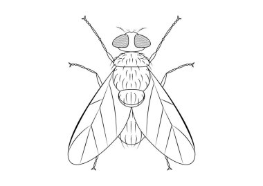 Siyah ve Beyaz Sinek Clipart Vektörü Beyaz Arkaplanda izole edildi. Yeşil Sineğin Renklendirme Sayfası