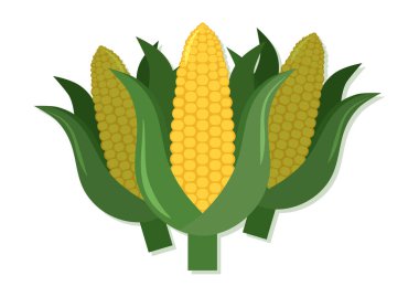 Mısır taze sebzenin vektör çizimi. Lezzetli sağlıklı yemek.