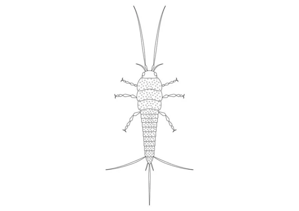 Siyah Beyaz Thysanura Böcek Vektörü Clipart Bir Thysanura Nın Boyama — Stok Vektör