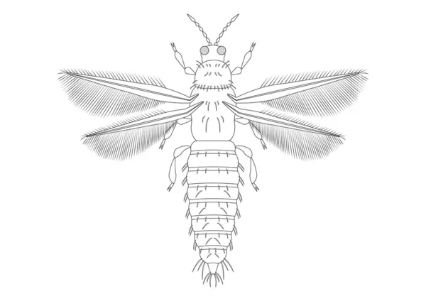 Schwarzer Und Weißer Thrips Insektenclipart Malseite Von Thrips Insekt — Stockvektor