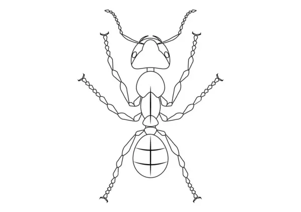Černobílý Mravenčí Klipart Zbarvení Stránky Mravenců — Stockový vektor