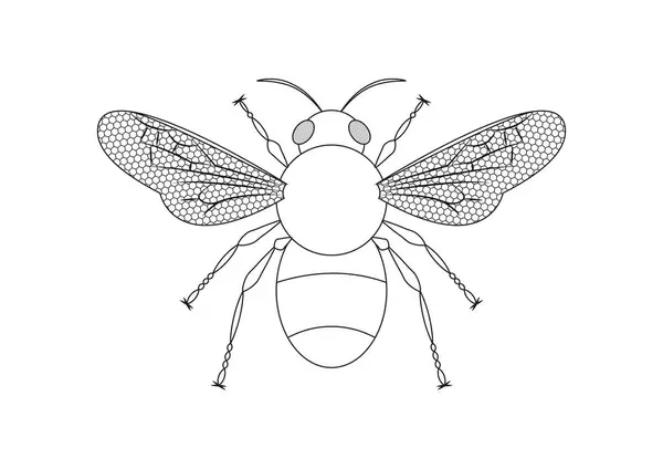 Black White Bee Vector Clipart Zbarvení Stránky Včely — Stockový vektor