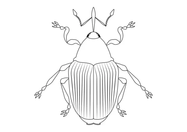 Fekete Fehér Ceutorhynchus Napi Weevil Clipart Ceutorhynchus Napi Weevil Színező — Stock Vector