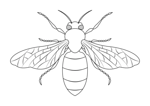 Czarno Biały Wektor Pszczoły Miodnej Clipart Kolorowanka Strona Pszczoły Miodnej — Wektor stockowy