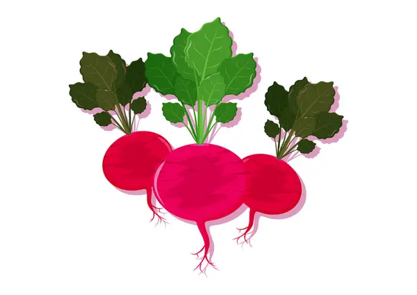 Illustration Vectorielle Légumes Frais Betterave Navets Délicieux Aliments Sains — Image vectorielle