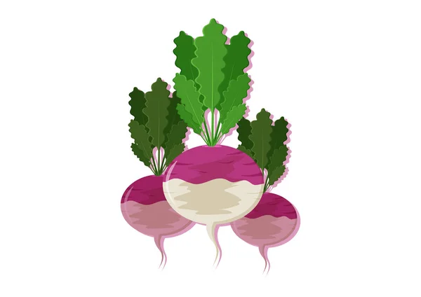 Wektorowa Ilustracja Świeżego Warzywa Rzepy Pyszne Zdrowej Żywności — Wektor stockowy