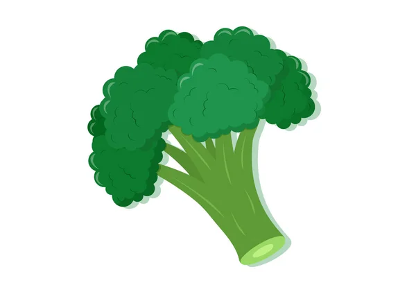 Ilustración Vectorial Brócoli Vegetal Fresco Deliciosa Comida Saludable — Vector de stock