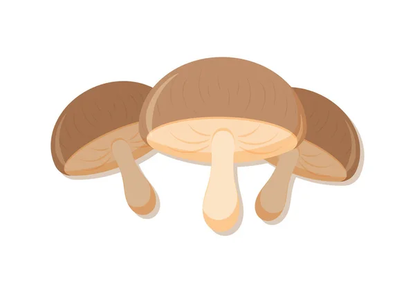 Ilustração Vetorial Cogumelos Marrons Vegetal Fresco Deliciosa Comida Saudável Ilustrações De Bancos De Imagens Sem Royalties