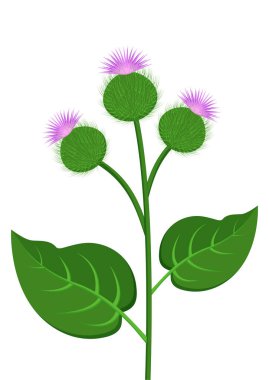 Beyaz arkaplan üzerinde izole edilmiş Burdock şubesi bitki vektör düz tasarımı