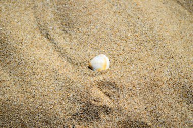 Sahildeki deniz kabuğu fotoğrafı.