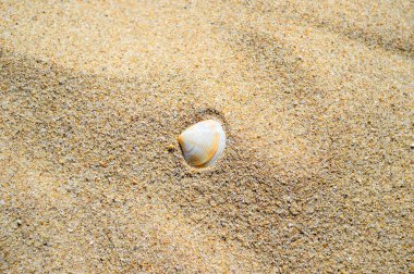 Sahildeki deniz kabuğu.