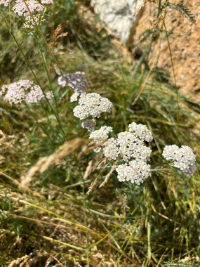 Yarrow beyaz çiçek şifalı bitki