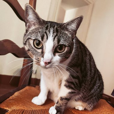 Koltukta oturan tatlı küçük bir kedinin fotoğrafı. Güzel kedi yavrusu.