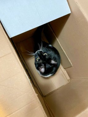 Karton kutuda sevimli siyah kedi.