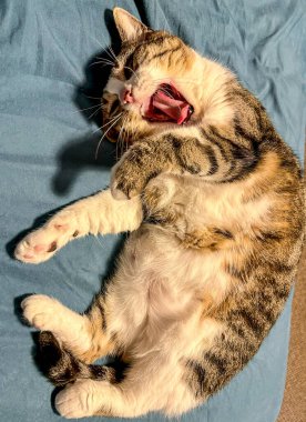 Yatakta oturup esneyen sevimli bir kedi.