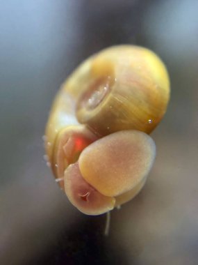 Kırmızı Ramshorn Salyangozu (elma salyangozu) akvaryum camını temizliyor.