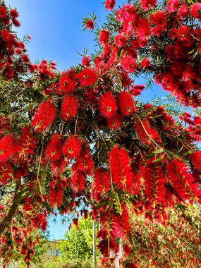 Kırmızı çiçekli şişe fırçası ağacı. Kırmızı renkli kabarık çiçekli kırmızı Callistemon