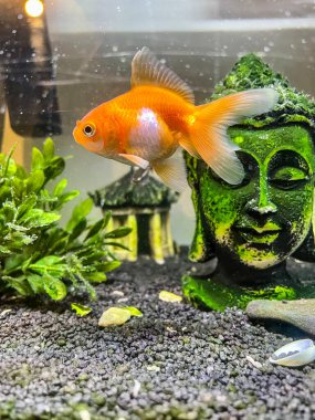 Akvaryumda yüzen kırmızı sazan balığı.