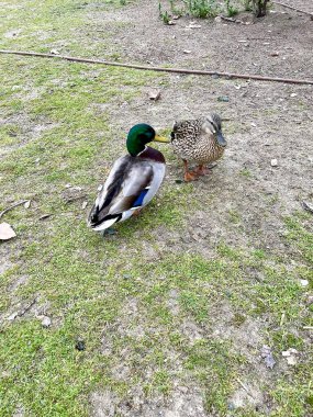 Parkta iki vahşi ördek