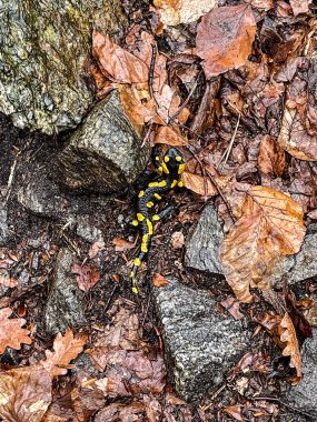 Vahşi erkek doğu kaplanı kara semender siyah derili ve renkli benekli.