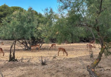 A group of impala grazing in the grass. Animal in the wild clipart