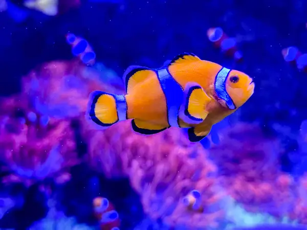 stock image Anemone fish playing on the coral reef, beautiful color clownfish on coral reefs