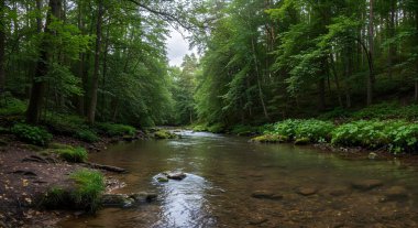 Kristal berrak akarsu, sakin doğa ortamında yemyeşil orman boyunca akar, bulutlu bir günde keşif ve rahatlamaya davetiye çıkarır.