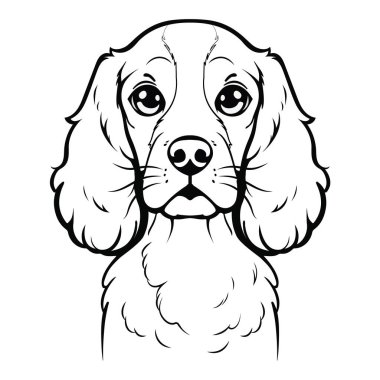 Siyah ve beyaz cocker spaniel köpek