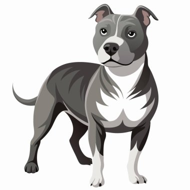 Pitbull köpeği beyaz arka planda izole edildi