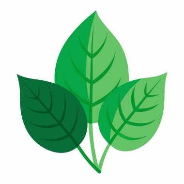 beyaz arkaplanda yeşil yapraklar