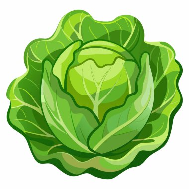 Beyaz arkaplanda lahananın düz dizaynı izole edildi