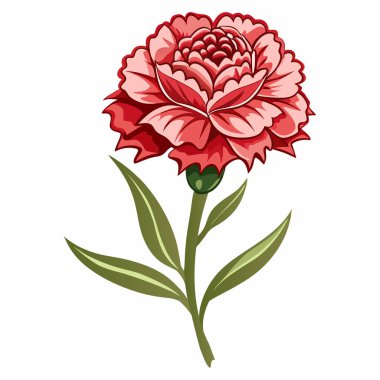 Karanfil çiçeği doruk noktası beyaz arkaplanda izole