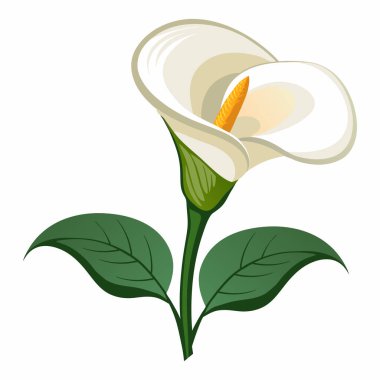 Beyaz zambak çiçeği zirvesi beyaz arkaplanda izole