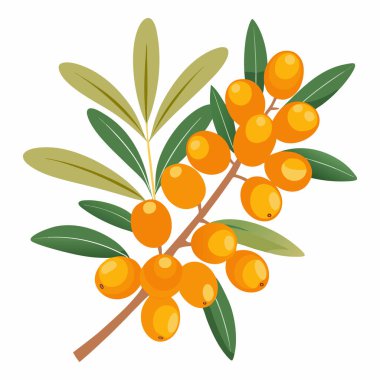 Beyaz arkaplanda deniz karabatağı zirvesi