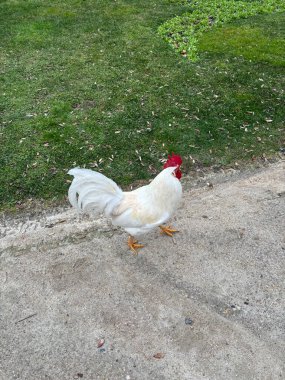 Beyaz horoz bahçede yürüyor