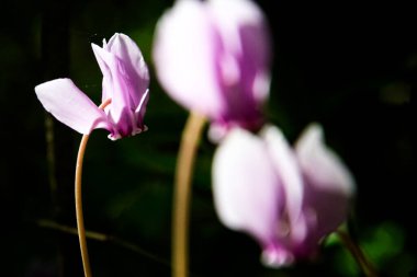 Vahşi Cyclamen 