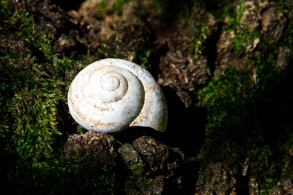 空荡荡的蜗牛壳躺在瓦莱迪马达洛尼森林的树干上 — 图库照片