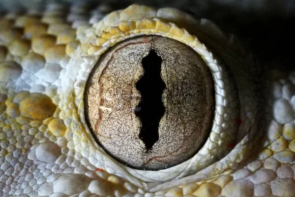 Macro view of the eye of a common gecko \