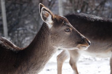 Kadın geyik, Abruzzo Milli Parkı 'nda karda düştü.