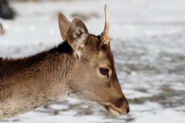 Abruzzo Milli Parkı 'nda, karda düşen geyik.