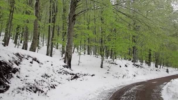 Kwietnia Obfite Opady Śniegu Pokryły Bocca Della Selva Wioskę Gminie — Wideo stockowe