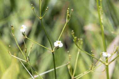 Lanceolatum çiçekleri, Alisma lanceolatum.