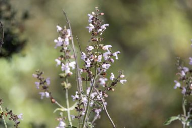 Yunan adaçayı çiçekleri, Salvia fruticosa
