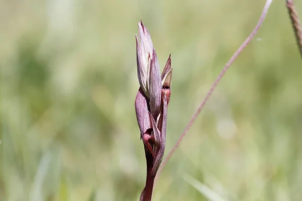Квітка Довгокрилих Серапій Serapias Vomeracea — стокове фото