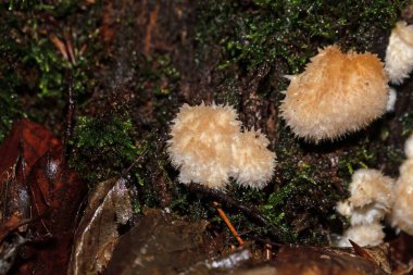 Bir pudra pudrası mantarı, Postia Ptychogaster, eski bir ağaç kütüğünün üzerinde.. 