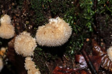 Bir pudra pudrası mantarı, Postia Ptychogaster, eski bir ağaç kütüğünün üzerinde.. 