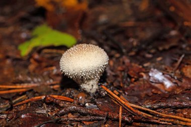 Siğilli bir tütsü topu, Lycoperdon perlatum, orman zemininde.. 