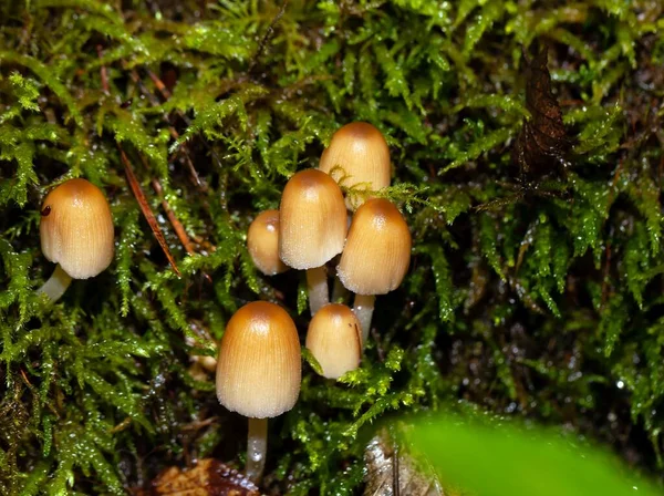Mica Cap Fungos Coprinellus Micaceus Com Musgo Madeira Velha — Fotografia de Stock