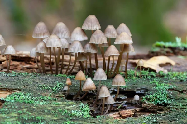 Fairy Inkcap Fungos Coprinellus Disseminatus Uma Árvore Velha — Fotografia de Stock
